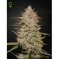 Chemical Candy Auto, Фасовка: 5